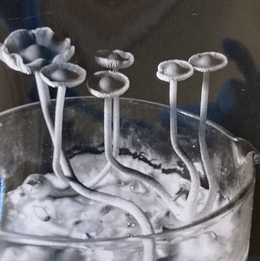Psilocybin
